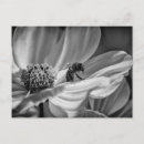 Recherche de fleur cosmo cartes postales Abeille