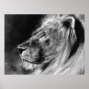 Search for lion posters Wild animal