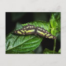 Recherche de dynamique cartes postales Nature