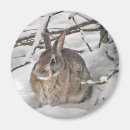 Search for cottontail magnets Easter