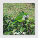 Search for monk parakeet Nature