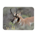 Search for pronghorn magnets Superstock