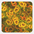 Search for sunflower fields stickers Floral