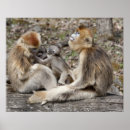 Recherche de singe femelle Femme