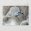 Search for cute baby animals postcards Cygnet