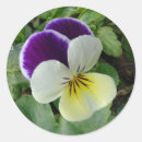 Search for pansy flowers stickers Lavender
