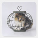 Search for animal eyes stickers Feline
