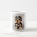 Search for yorkies photography Cute