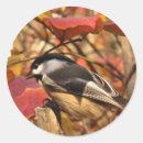 Search for autumn bird stickers Fall
