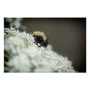 Search for queen bee art Insect