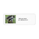 Recherche de raccoon étiquettes adresse retour Raton laveur