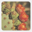 Search for prickly pear stickers Cacti