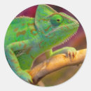 Search for chameleon stickers Wildlife