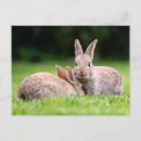 Recherche de bébé lapin cartes postales Nature