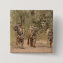 Search for bengal buttons Animal