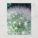Recherche de dandelion cartes postales Blanc