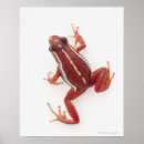 Search for darts posters Animal