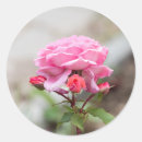 Search for rose bud stickers Pink