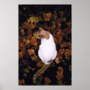 Recherche de mulets photographie Animaux