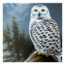 Search for snowy owls posters Nature