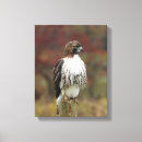 Recherche de faucon art Toile