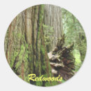 Search for redwood trees stickers Redwoods