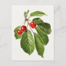 Search for vintage cherries postcards Fruit
