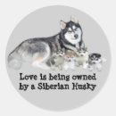 Search for siberian husky stickers Puppies