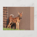 Recherche de faons cartes postales Nature