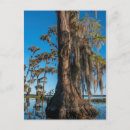 Recherche de marécage cartes postales Floride