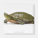 Recherche de coquille tortue magnets Échelles