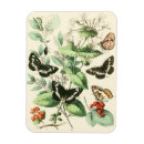 Recherche de vision magnets Papillons