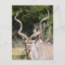 Recherche de antilopes cartes postales Grand