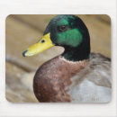 Recherche de le canard tapis souris Animal