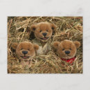 Search for bear kid postcards Cute