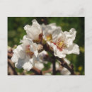Recherche de amandier cartes postales Amande