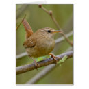Recherche de roitelet cartes postales Oiseaux