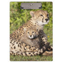 Search for cat clipboards Fauna