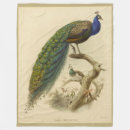 Search for peacock blankets Vintage