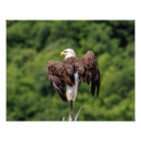 Search for raptors posters Birds of prey
