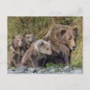 Recherche de bébé animaux cartes postales Ours brun