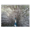 Search for peacock calendars Bird