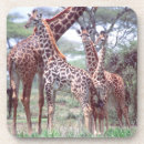 Search for herd coasters Tree