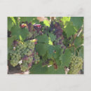 Search for grape postcards Red grapes