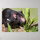 Search for tasmanian devil posters Australia
