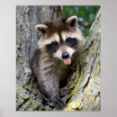 Search for raccoon posters Portrait