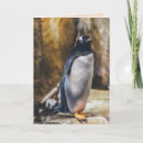 Recherche de pingouin antarctique vœux cartes Animaux
