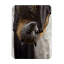 Search for halloween kitchen accessories Bat