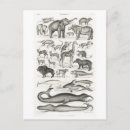 Recherche de mammifères cartes postales Vintage