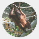 Recherche de primate autocollants Singe